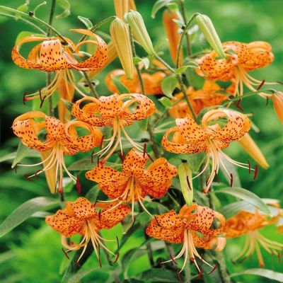 Lilium Tigrinum 'Splendens'
