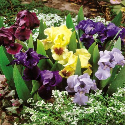 Iris Pumila Mix