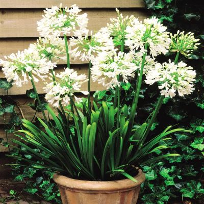 Agapanthus Nile Lily White
