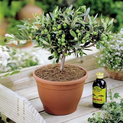 Olivia olea europeana