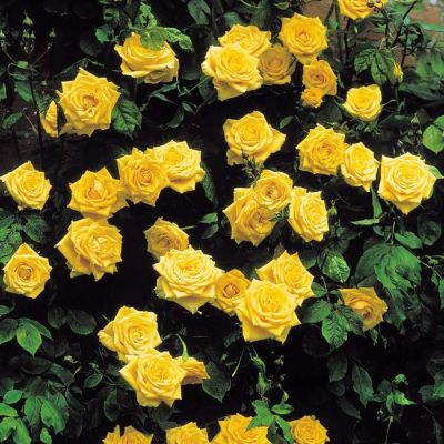 Climbing Rose Golden Shower