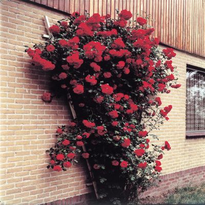 Climbing Rose Paul's Scarlet
