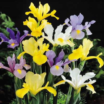 Iris hollandica Dutch Iris Mix