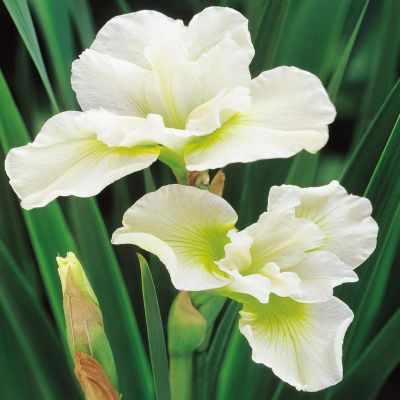 Iris Sibirica Harpswell Happiness