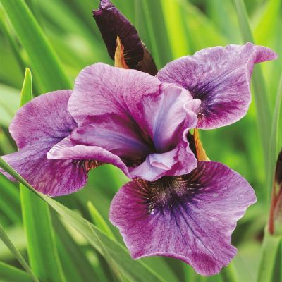 Iris Sibirica Temper Tantum
