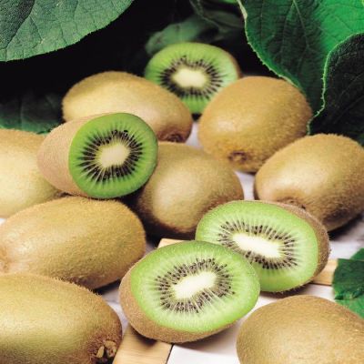 Actinidia deliciosa Jenny