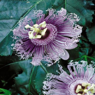 Passiflora Edulis