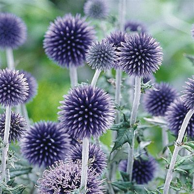 echinops