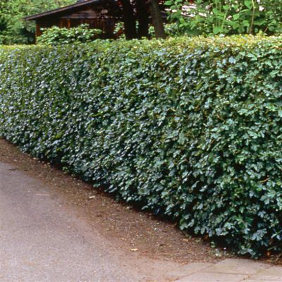 Acer campestre Acer campestre