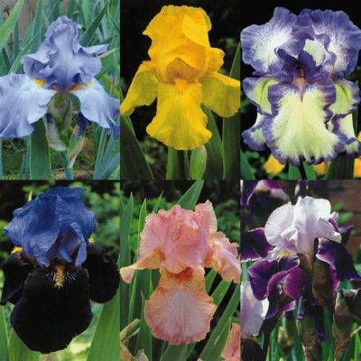 Iris Barbata Coll. x 6