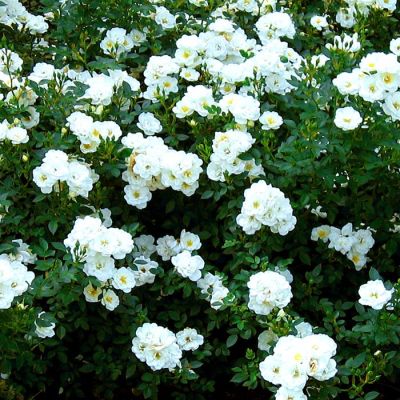 Ground Carpet Rose White (Swany)
