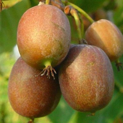 Actinidia arguta Issai