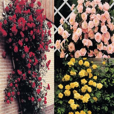 ClimbRoseCollRedPinkYellow