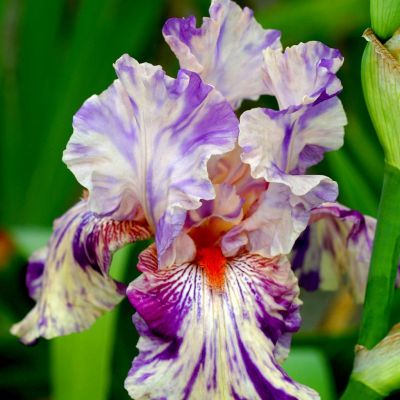 iris barbata Peach Jam