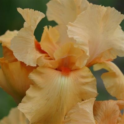 iris barbata Madame Francoise Debate