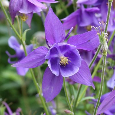 Aquilegia Lila