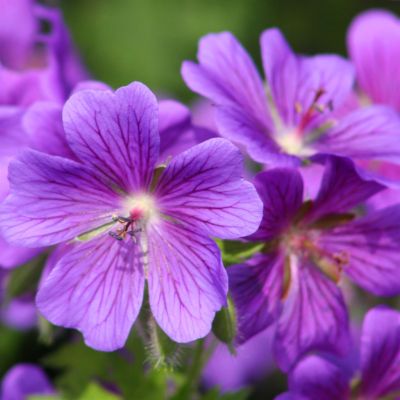 Geranium Johnson's Blue Closeup