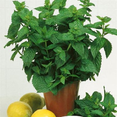 3 1170 Peppermint picture