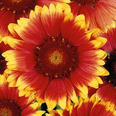 2 5355 Gaillardia 'Blanket Flower'
