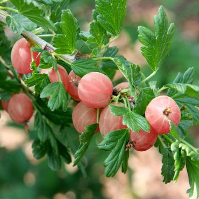 kruisbes-rood