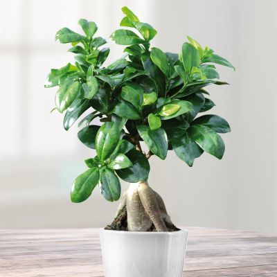 kerst plant