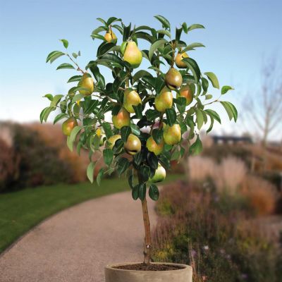 Pyrus c. Doyenne Comice boom-v1