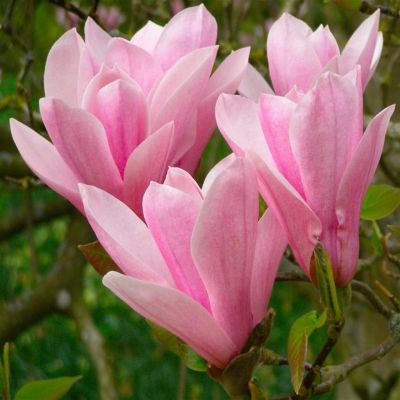 Magnolia Heaven Scent1