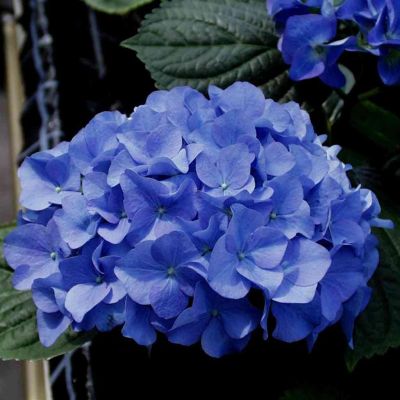 hydrangea adria