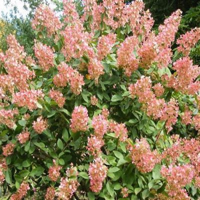 hydrangea-pink-diamond
