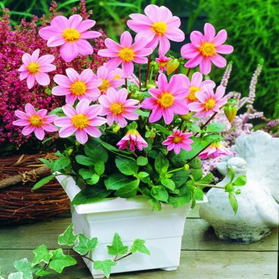 Dahia Topmix pink