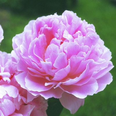 Paeonia lactifl. Sarah Bernhard