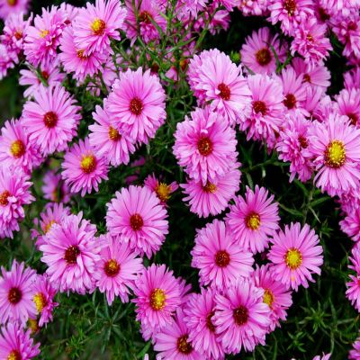 Aster dumosus Jenny