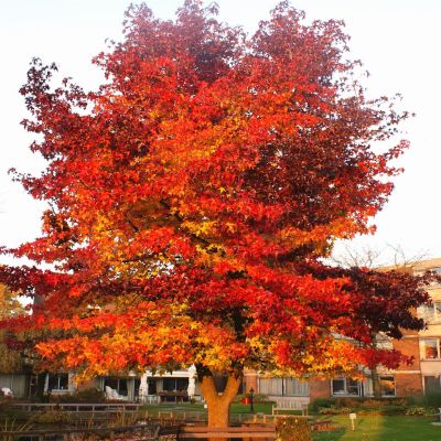 Liquidambar styraciflua