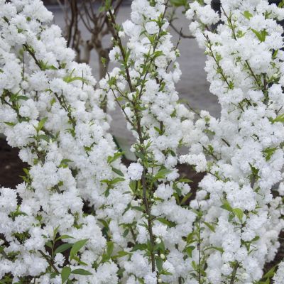 Spiraea nipponica Snowmound