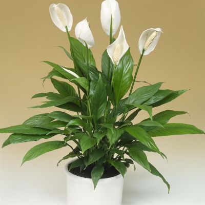 Spatiphyllum visions2