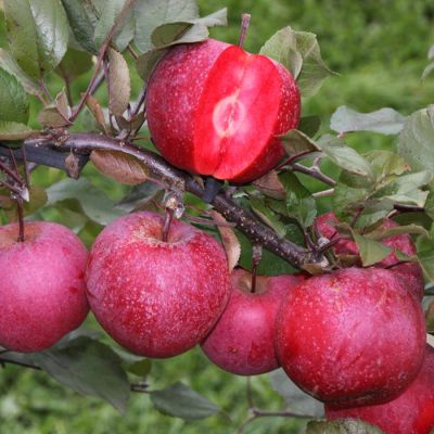 Malus Baya Marisa