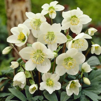 Helleborus Niger White