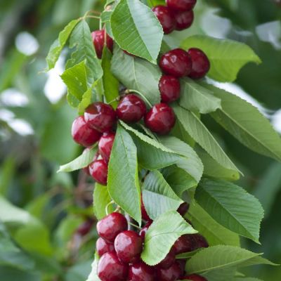 Prunus avium Sylvia