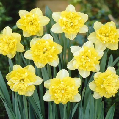 Narcissi double Full House
