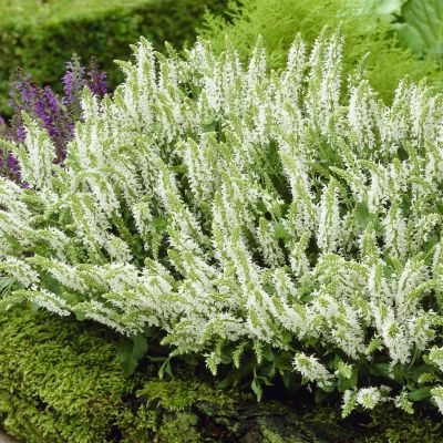 Salvia nemorosa Schneehuegel Salvia nemorosa Schneehuegel