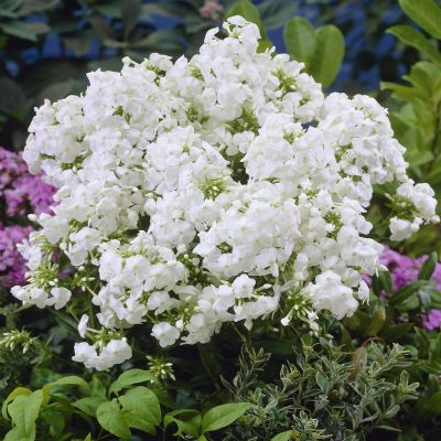 Phlox Paniculata David