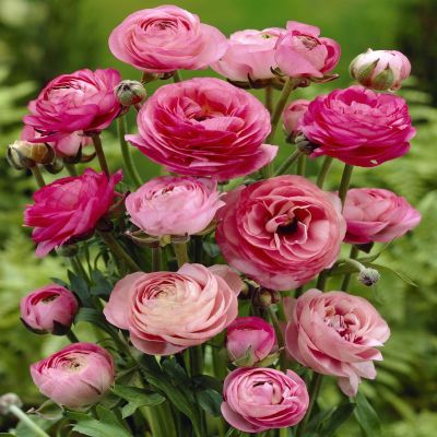 Ranunculus asiaticus pink