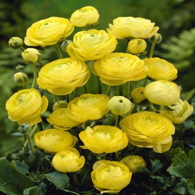 Ranunculus asiaticus Yellow v1