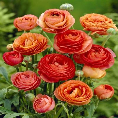 Ranunculus asiaticus Orange v1