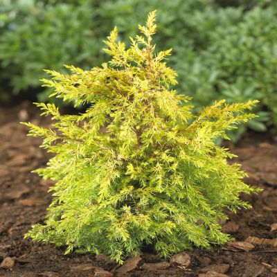 Juniperus communis Gold cone v2