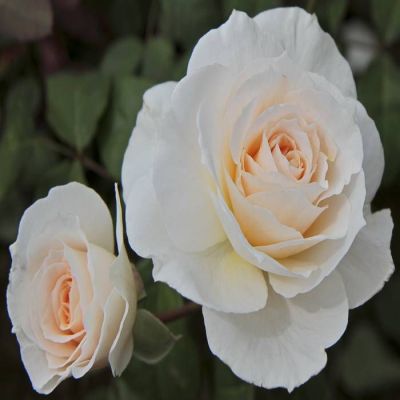 Rosa 'Sweet Blondie'