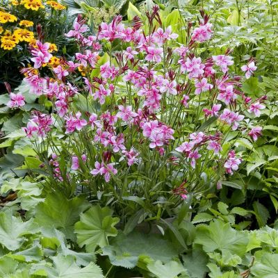 Gaura Lindheimeri Siskyou Pink
