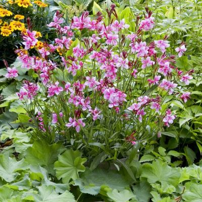 Gaura Lindheimeri Siskyou Pink