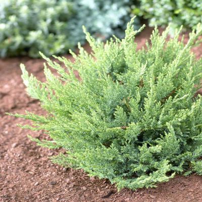 Juniperus Sabina Tamariscifolia