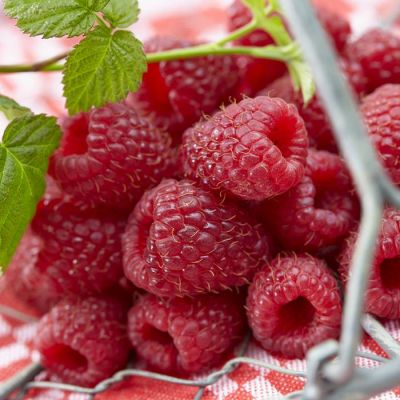 rubus scho¦ênemann.jpg (Als)